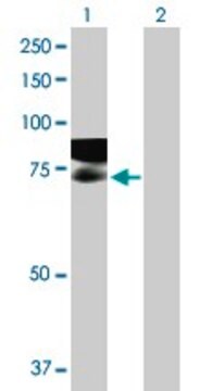 Anti-GAPVD1 antibody produced in mouse purified immunoglobulin, buffered aqueous solution