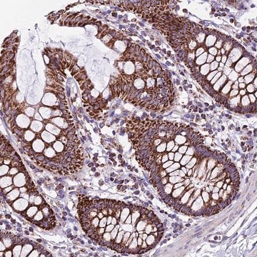 Anti-CX3CL1 antibody produced in rabbit Prestige Antibodies&#174; Powered by Atlas Antibodies, affinity isolated antibody, buffered aqueous glycerol solution