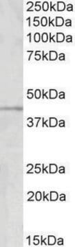 Anti-GRAMD3 antibody produced in goat affinity isolated antibody, buffered aqueous solution