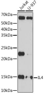 Anti-IL4 Antibody, clone 9E10T0, Rabbit Monoclonal