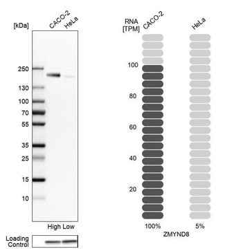 Anti-ZMYND8 antibody produced in rabbit Prestige Antibodies&#174; Powered by Atlas Antibodies, affinity isolated antibody, buffered aqueous glycerol solution