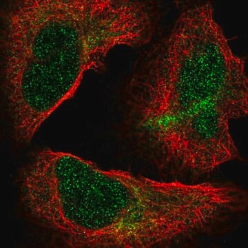 Anti-NUP85 antibody produced in rabbit Prestige Antibodies&#174; Powered by Atlas Antibodies, affinity isolated antibody