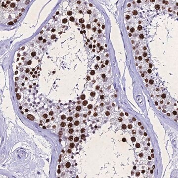 Anti-PPP4R2 antibody produced in rabbit Prestige Antibodies&#174; Powered by Atlas Antibodies, affinity isolated antibody, buffered aqueous glycerol solution