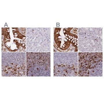 Anti-APOBR antibody produced in rabbit Prestige Antibodies&#174; Powered by Atlas Antibodies, affinity isolated antibody, buffered aqueous glycerol solution