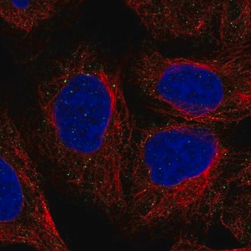 Anti-Tnxb Antibody Produced In Rabbit Prestige Antibodies&#174; Powered by Atlas Antibodies, affinity isolated antibody, buffered aqueous glycerol solution