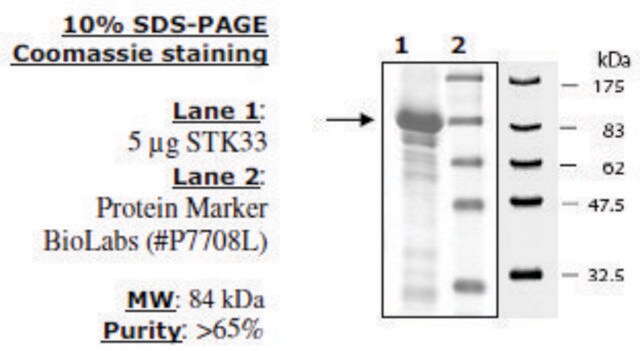 STK33 Active human recombinant, expressed in baculovirus infected insect cells, &#8805;65% (SDS-PAGE)