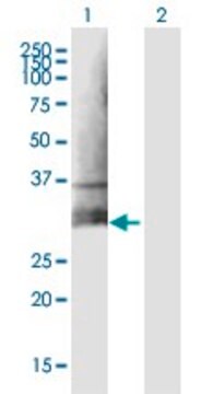 Anti-CLEC5A antibody produced in mouse IgG fraction of antiserum, buffered aqueous solution