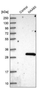 Anti-NAA60 antibody produced in rabbit Prestige Antibodies&#174; Powered by Atlas Antibodies, affinity isolated antibody, buffered aqueous glycerol solution