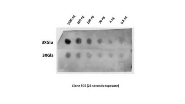 Anti-Osteocalcin (Glu17) Antibody, clone 5C5 clone 5C5, from mouse