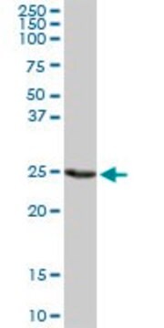 Anti-PSMD9 antibody produced in rabbit purified immunoglobulin, buffered aqueous solution