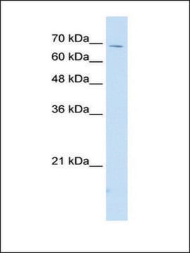 Anti-IL18RAP antibody produced in rabbit IgG fraction of antiserum