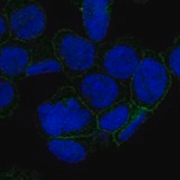 Anti-CD226 antibody produced in rabbit Prestige Antibodies&#174; Powered by Atlas Antibodies, affinity isolated antibody, buffered aqueous glycerol solution