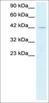 Anti-PTF1A antibody produced in rabbit IgG fraction of antiserum