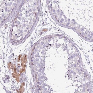 Anti-NBPF6 antibody produced in rabbit Prestige Antibodies&#174; Powered by Atlas Antibodies, affinity isolated antibody, buffered aqueous glycerol solution