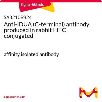 Anti-IDUA (C-terminal) antibody produced in rabbit FITC conjugated affinity isolated antibody