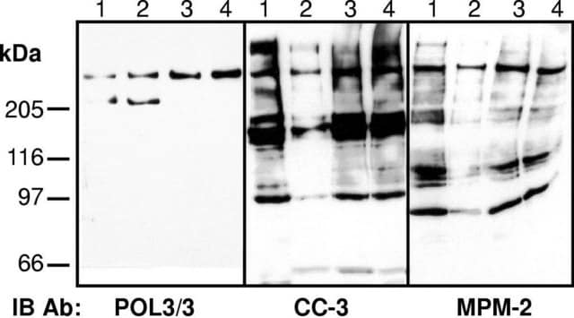 Anticuerpo anti-fosfo-Ser/Thr-Pro MPM-2 clone MPM-2, Upstate&#174;, from mouse