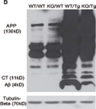 Anti-Amyloid Antibody, &#946; 1-16, clone DE2 culture supernatant, clone DE2, Chemicon&#174;