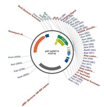 PSF-AD5E1A - ADENOVIRUS E1A PROMOTER PLASMID plasmid vector for molecular cloning