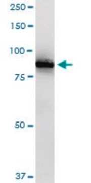 Anti-RASGRP2 antibody produced in rabbit purified immunoglobulin, buffered aqueous solution