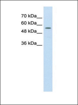 Anti-ABCD4 antibody produced in rabbit IgG fraction of antiserum