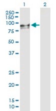 Anti-PREPL antibody produced in mouse purified immunoglobulin, buffered aqueous solution