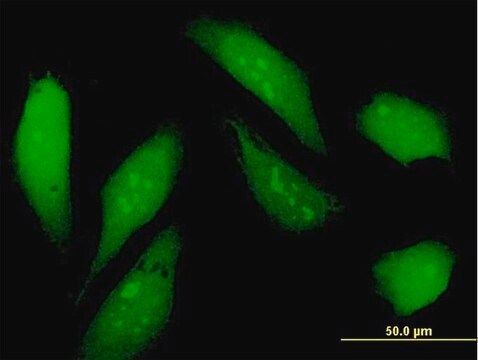 Anti-NSFL1C antibody produced in mouse IgG fraction of antiserum, buffered aqueous solution