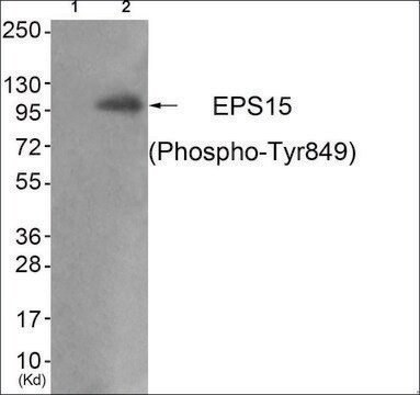 Anti-phospho-EPS15 (pTyr849) antibody produced in rabbit affinity isolated antibody