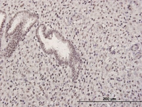 Anti-GABPB2 antibody produced in mouse purified immunoglobulin, buffered aqueous solution