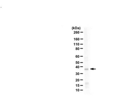 Anti-Borealin serum, from rabbit