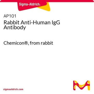 ウサギ抗ヒトIgG抗体 Chemicon&#174;, from rabbit