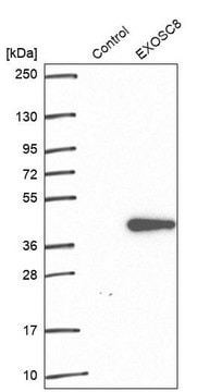 Anti-EXOSC8 antibody produced in rabbit Prestige Antibodies&#174; Powered by Atlas Antibodies, affinity isolated antibody, buffered aqueous glycerol solution