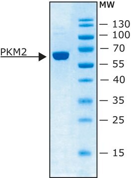 丙酮酸激酶 M2 人 recombinant, expressed in E. coli, specific activity &#8805;100 unit/mg protein