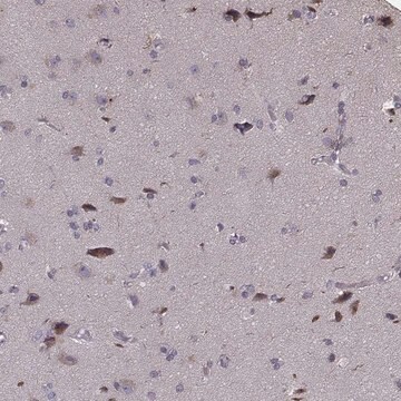 Anti-PCDHA4 antibody produced in rabbit Prestige Antibodies&#174; Powered by Atlas Antibodies, affinity isolated antibody