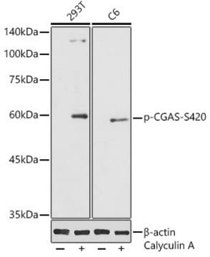 Anti-Phospho-CGAS-S420 antibody produced in rabbit