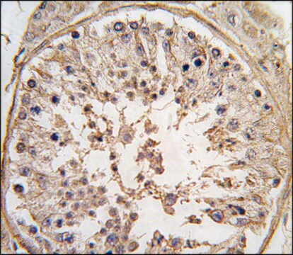 Anti-CSNK1A1L (N-term) antibody produced in rabbit saturated ammonium sulfate (SAS) precipitated, buffered aqueous solution