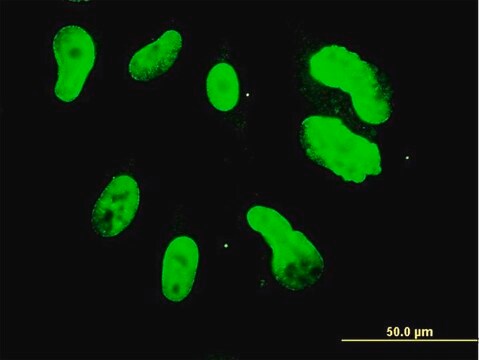 Monoclonal Anti-TBX3 antibody produced in mouse clone 3A7, purified immunoglobulin, buffered aqueous solution