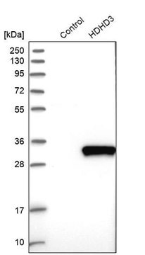 Anti-HDHD3 antibody produced in rabbit Prestige Antibodies&#174; Powered by Atlas Antibodies, affinity isolated antibody, buffered aqueous glycerol solution, Ab1