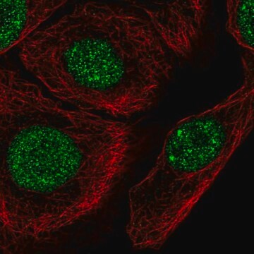 Anti-C1orf174 antibody produced in rabbit Prestige Antibodies&#174; Powered by Atlas Antibodies, affinity isolated antibody