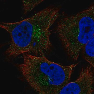 Anti-Col20A1 Antibody Produced In Rabbit Prestige Antibodies&#174; Powered by Atlas Antibodies, affinity isolated antibody, buffered aqueous glycerol solution