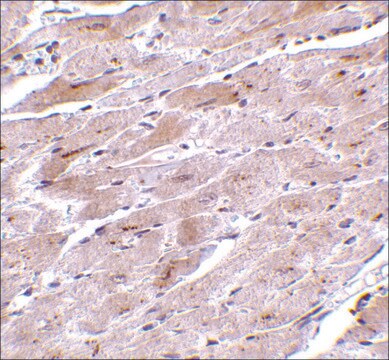 Anti-TRPC3 (ab1) antibody produced in rabbit affinity isolated antibody, buffered aqueous solution