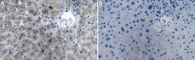 Anti-DYNLL1/PIN Antibody, clone 4B19 ZooMAb&#174; Rabbit Monoclonal recombinant, expressed in HEK 293 cells