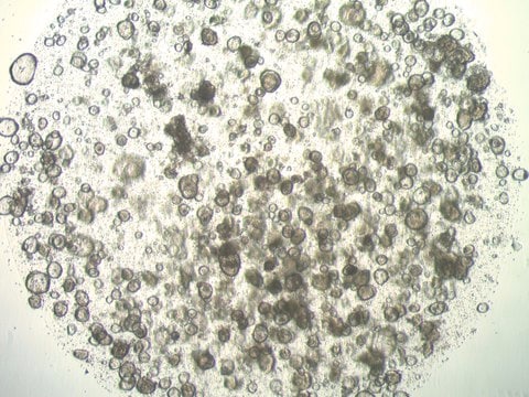 3dGRO Stomach Gastric Organoids, Age 52 (Prep ht-127-S)