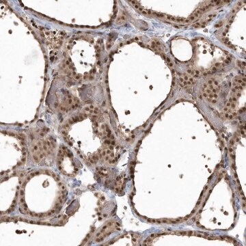 Anti-EPB41L4A antibody produced in rabbit Prestige Antibodies&#174; Powered by Atlas Antibodies, affinity isolated antibody, buffered aqueous glycerol solution