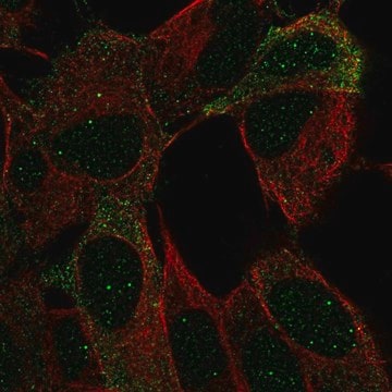 Anti-NCAM2 antibody produced in rabbit Prestige Antibodies&#174; Powered by Atlas Antibodies, affinity isolated antibody