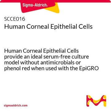 Cellules épithéliales cornéennes humaines Human Corneal Epithelial Cells provide an ideal serum-free culture model without antimicrobials or phenol red when used with the EpiGRO Ocular Epithelia Complete Media Kit.