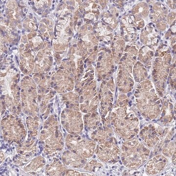 Anti-SPIRE2 antibody produced in rabbit Prestige Antibodies&#174; Powered by Atlas Antibodies, affinity isolated antibody, buffered aqueous glycerol solution