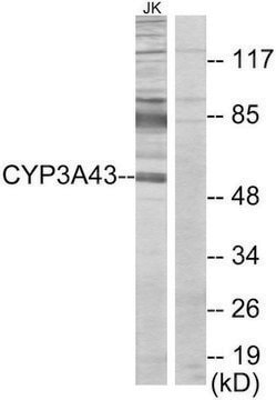 Anti-Cytochrome P450 3A43 antibody produced in rabbit affinity isolated antibody