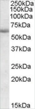 Anti-CDH23/USH1D antibody produced in goat affinity isolated antibody, buffered aqueous solution