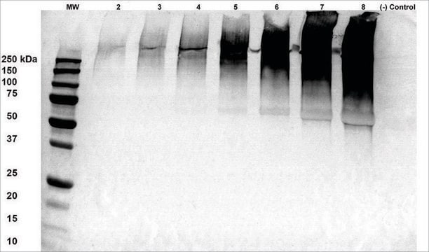 Monoclonal Anti-Alginate antibody produced in mouse clone 4B10-1C5, purified immunoglobulin