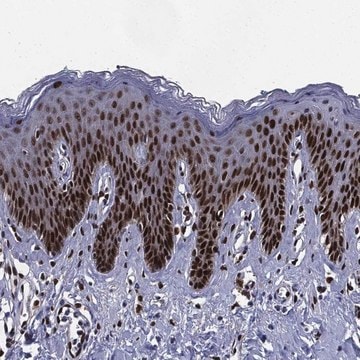 Anti-Jun Antibody Produced In Rabbit Prestige Antibodies&#174; Powered by Atlas Antibodies, affinity isolated antibody, buffered aqueous glycerol solution